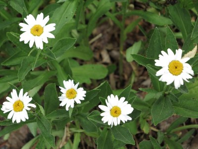 Shasta Daisies Shasta Daisies