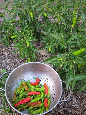 Shishito Chile Peppers Shishito Chile Peppers