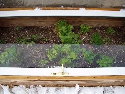 Snowy Coldframe with Winter Greens Snowy Coldframe with Winter Greens