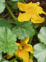 Squash Blossoms and Honey Bee after the rain