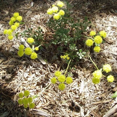 Sulphurflower Buckwheat in bloom Sulphurflower Buckwheat in bloom