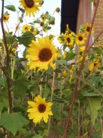 Sunflowers - Helianthus annuus