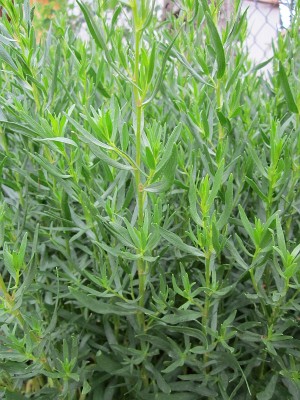 a forest of Tarragon a forest of Tarragon
