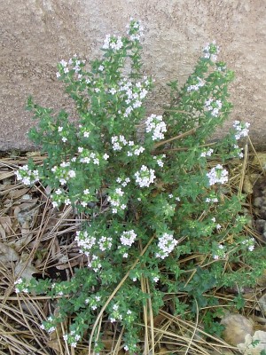 Thyme in bloom Thyme in bloom