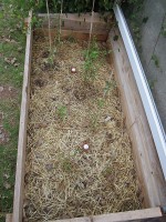 Tomato plants after hail storm