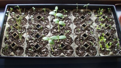 Tray of Seedlings Tray of Seedlings