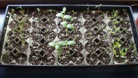 Tray of Seedlings