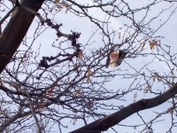Tree captures carbon and kite