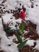 Tulip in snow