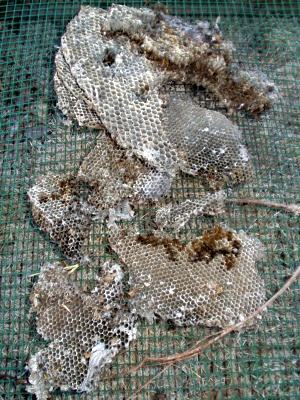 Wasp Nest, foreclosed Wasp Nest, foreclosed