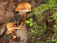 Wild Mushrooms
