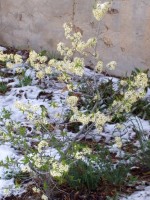 Wild Plum in bloom with snow