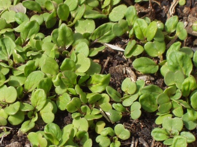 Winter sown greens sprouting Winter sown greens sprouting