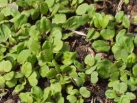 Winter sown greens sprouting