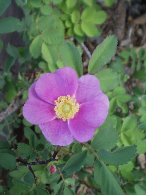 Woods' Rose in bloom Woods' Rose in bloom