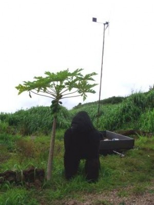 WWOOF Hawaii - Hansen the gorilla and a windmill WWOOF Hawaii - Hansen the gorilla and a windmill